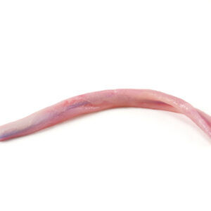 SynTissue Umbilicus