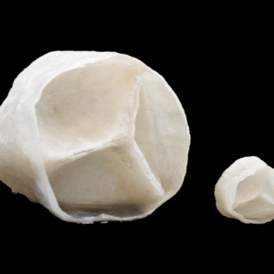 Aortic Valve